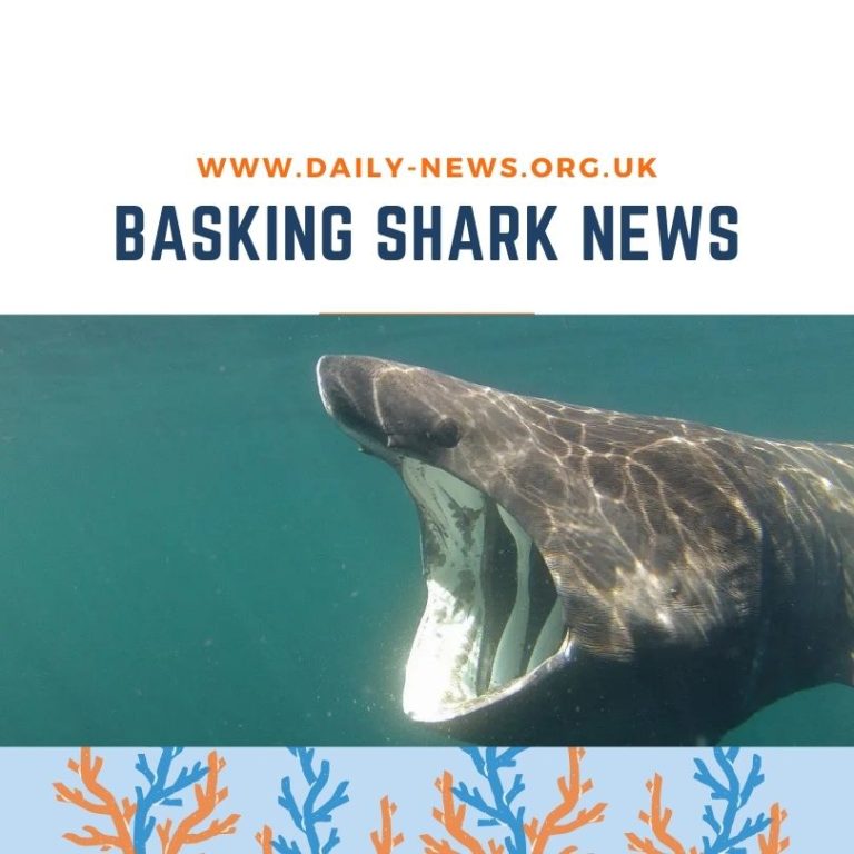 Basking shark news