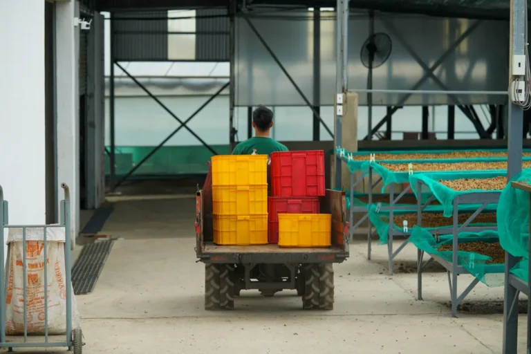 Kandahar grape export collapse