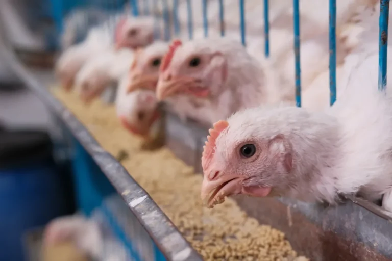 Ray Dalio Chicken McNuggets hedge helped launch fast-food icon in 1983 Ray Dalio Chicken McNuggets hedge
