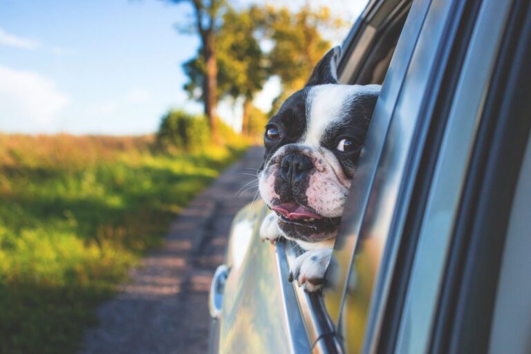 A French Bulldog looking out of a car window on a countryside road trip